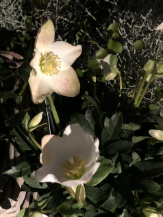 Christrose-01.JPG