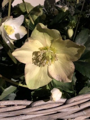 Christrose-02.JPG